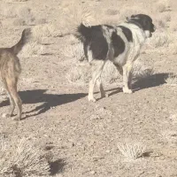 واگذاری سگ گله