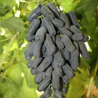 فروش انواع نهال مثمر و غیر مثمر