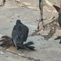 کبوتر های قر بالا