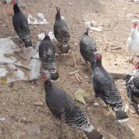 بوقلمون مرغ  جوجه