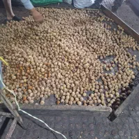 گردو کاغذی به شرط