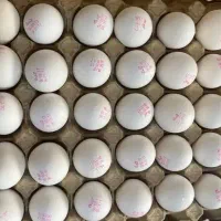 پخش تخم مرغ به قیمت درب مرغداری
