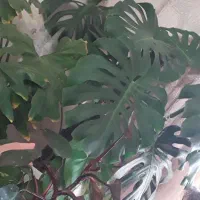 گلهای اپارتمانی|گل و گیاه طبیعی|پردیس, فاز ۱۱|دیوار