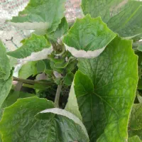 گل سینره عیدی|گل و گیاه طبیعی|تالش, هشتپر|دیوار