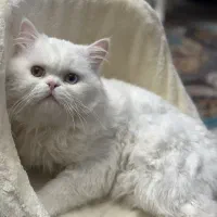 گربه نر برای جفت گیری