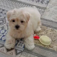 سگ شیتزو سه ماهه