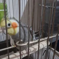 عروس هلندی|پرنده|اسلام‌شهر, شهرک مهدیه|دیوار