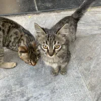 واگذاری رایگان