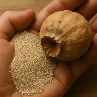 دانه روغنی