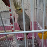 عروس هلندی