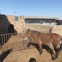 آلاشه‌۳به۴ساله.پرسرعت.وپر‌قدرت