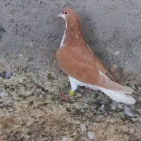 خوشرنگ زرد|پرنده|قزوین, |دیوار