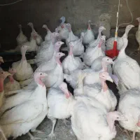 بوقلمون گوشتی|حیوانات مزرعه|قائن, |دیوار