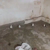 کفتر نر ماده