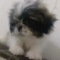 سگ پاکوتاه سایز کوچک|سگ|کاشان, امیرکبیر|دیوار