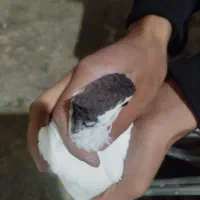 خال و ساده پاک