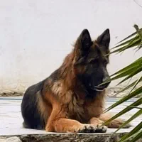 جفت ژرمن نرو ماده ،درجه یک