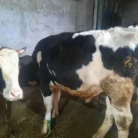 گوساله نر گوشتی|حیوانات مزرعه|مشگین شهر, |دیوار