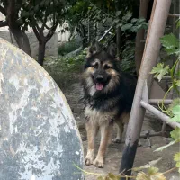 سگ ژرمن|سگ|کرج, ملکآباد|دیوار