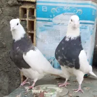 کبوترطوقی|پرنده|حبیب آباد, |دیوار