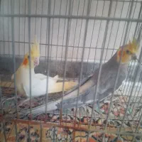 ۲ جفت عروس هلندی مولد به شرط|پرنده|اصفهان, باغ فردوس|دیوار