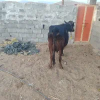 فروش دو راس گاو درجه یک|حیوانات مزرعه|لامرد, |دیوار