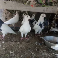 کبوتر فروشی کوار|پرنده|کوار, |دیوار