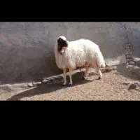 بره قوچی سنجابی