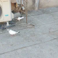 یه جفت کبوتر کله قرمز نر ماده