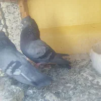 کبوتر بوشهری|پرنده|بوشهر, |دیوار