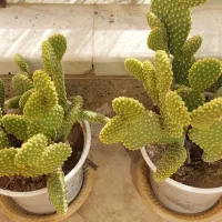 واگذاری کلیه کاکتوس ها|گل و گیاه طبیعی|فولادشهر, B2|دیوار