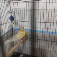 قناری سیلور دارچینی