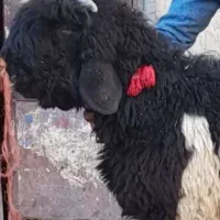 فروش میش آبستن. زاییده. جوان قوچ بره. تخمی