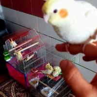 عروس هلندی فول دستی