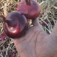 فروش پیاز قرمز درجه یک|عمدهفروشی|طسوج, |دیوار