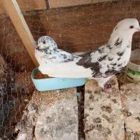 کبوتر|پرنده|اصفهان, ارغوانیه|دیوار