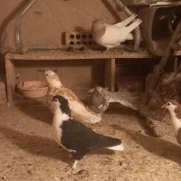 همه باهم به فروش میرسد به شرط