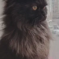 اسکاتیش لانگ هیر مهربون