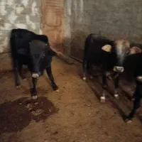 3راس گوساله نر
