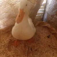 فروش اردک