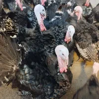 تخم نطفه دار بوقلمون