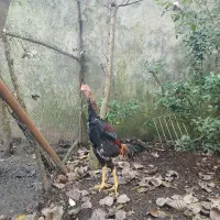 جوجه خروس اوشامو پشت اتیشی(لاری)|حیوانات مزرعه|رشت, سیا اسطلخ|دیوار