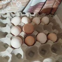 تعدادی تخم برهما تازه سالم ونطفه دار