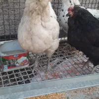 مرغ گلین|حیوانات مزرعه|مبارکه, |دیوار