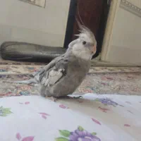 گمشده عروس ..هلندی گردخون