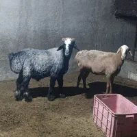 قوچ و میش|حیوانات مزرعه|چغادک, |دیوار