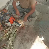 خدمات درخت بری ونخل بری|خدمات باغبانی و درختکاری|بندر کنگان, |دیوار