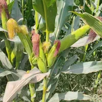 توزیع سراسری بذرذرت علوفه ای|عمدهفروشی|مشهد, شهرک امام هادی (شهرک غرب)|دیوار