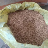 گندم بذری رقم کریم