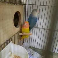 طوطی برزیلی های نر بالغ رزیکولیس زرد ابی معاوضه|پرنده|گلستان (تهران), |دیوار